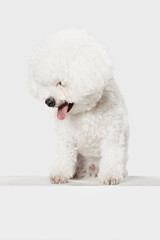 Small funny dog Bichon Frise posing isolated over white background.