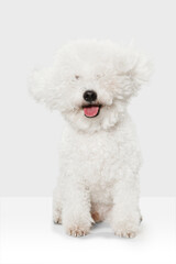 Small cute dog Bichon Frise posing isolated over white background.