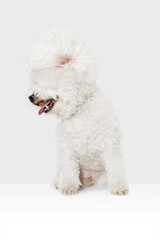 Small cute dog Bichon Frise posing isolated over white background.