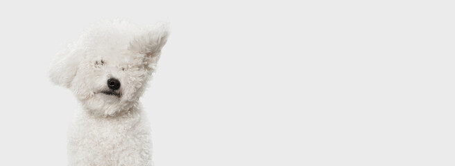 Portrait of little cute dog Bichon Frise isolated over white background.