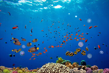 A lively coral reef, with many fish and bubbles in the background. Red Sea