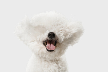 Little cute dog Bichon Frise posing isolated over white background.