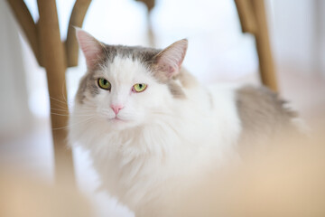 振り向いている白猫