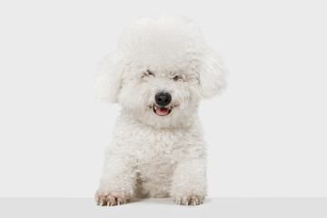 Obraz premium Small funny dog Bichon Frise posing isolated over white background.