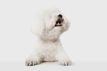 Portrait of Little cute dog Bichon Frise isolated over white background.