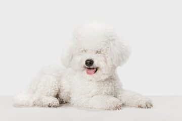 Small cute dog Bichon Frise posing isolated over white background.