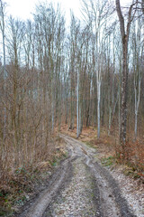Early spring beech forest 