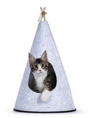 Cute black tabby with white Maine Coon cat kitten, sitting in gray felt tipi tent. Looking towards camera. Isolated on a white background. © Nynke