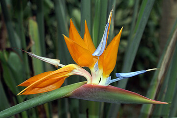 Obraz premium An amazing shot of crane flower