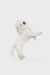 Portrait of little cute dog Bichon Frise isolated over white background.