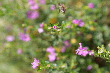 close-up view of a bee gathering nectars from pink flowers in a garden