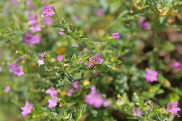 close-up view of a bee gathering nectars from pink flowers in a garden