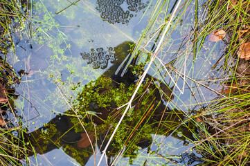 Early spring beech forest 