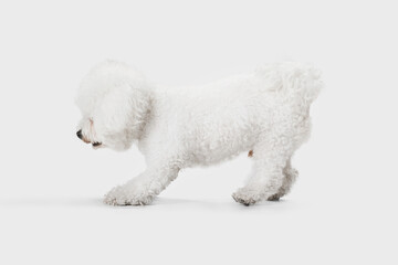Little cute dog Bichon Frise posing isolated over white background.