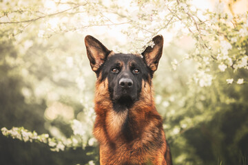 German shepherd portrait in a spring blossom, flowers, springtime, close up