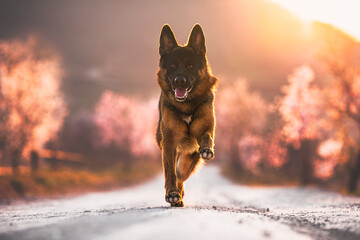 german shepherd dog running on a path with spring blossomed trees at sunset, golden hour,...