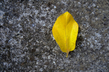 yellow leaf on a gray textured background top view. copy space. Autumn concept
