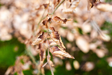 Early spring beech forest 