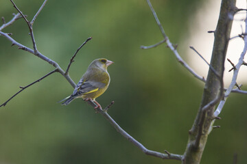 Grünfink Männchen im Frühjahr während der Balz
