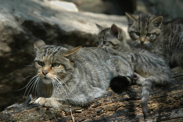European wildcat (Felis silvestris silvestris) with kittens.