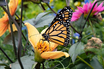 monarch butterfly on flower