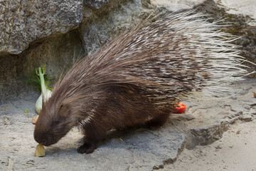Indian crested porcupine (Hystrix indica)