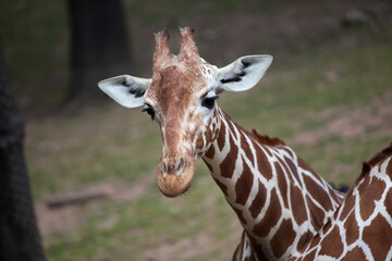 Reticulated giraffe (Giraffa camelopardalis reticulata).