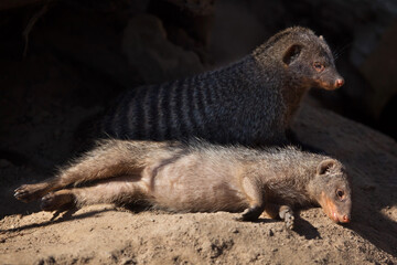 Banded mongoose (Mungos mungo).
