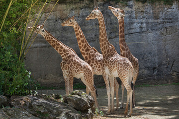 Kordofan giraffe (Giraffa camelopardalis antiquorum)