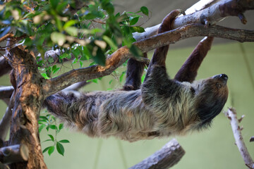Linnaeus's two-toed sloth (Choloepus didactylus). © Vladimir Wrangel