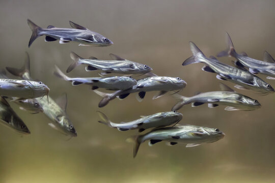 Tete sea catfish (Ariopsis seemanni)