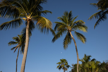 palm trees in the sky