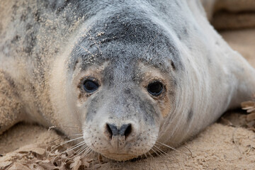 Grey seals on the beach at Horsey Gap in Norfolk