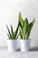 Houseplants: sansevieria and aloe vera in white modern pots on a gray background. Home plants in a modern interior