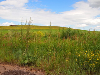 Summer healthy environment. Landscape wild summer fields, green hills, sky with clouds.