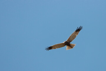 der Greifvogel bei der Jagd