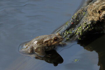 Frosch im Teich