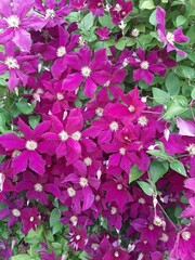 pink flowers in the garden