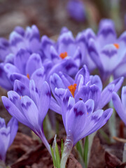 Spring purple crocuses bloom in the garden.