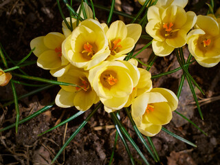 Fototapeta premium Spring yellow crocuses bloom in the garden.