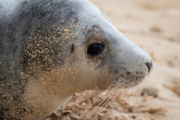 Obraz premium Adorable grey seal pup on the beach at Horsey Gap, Norfolk, during spring/winter 2021