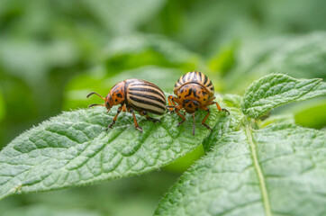 Colorado beetle. Colorado beetle on potato leaves.