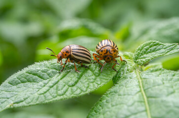 Colorado beetle. Colorado beetle on potato leaves.