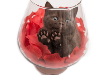 Adorable british little kitten posing