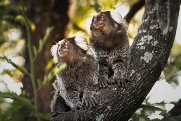 Marmoset on a tree