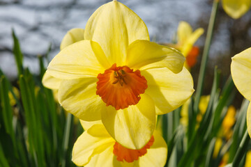 Different species of daffodils growing in my garden 