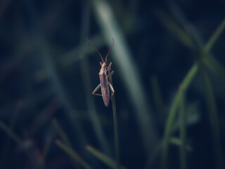 Kleiner Käfer im Wiesen Meer