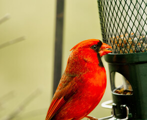  Proud closeups of red cardinal in nature or at bird feeder.