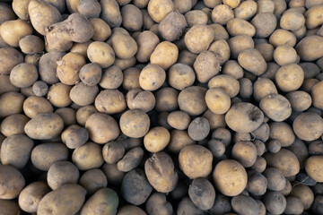 Soiled fresh potatoes