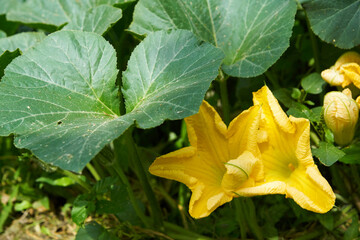 Flor amarilla de zapallo calabaza   